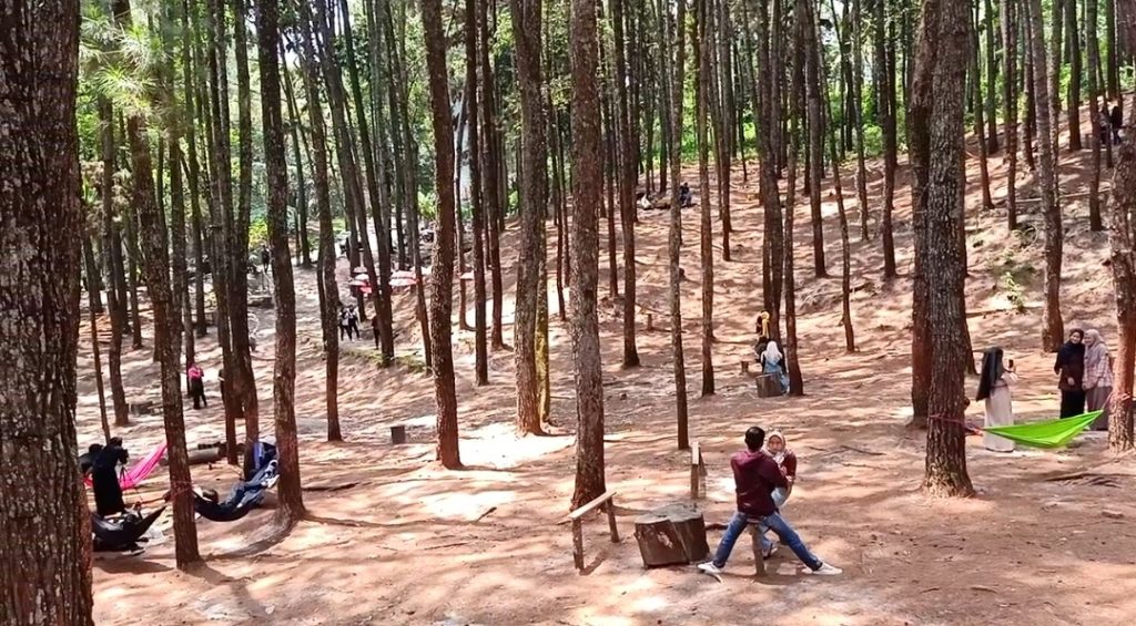 Bukit Cadika Kampar, Objek Wisata Hutan Pinus & Cemara